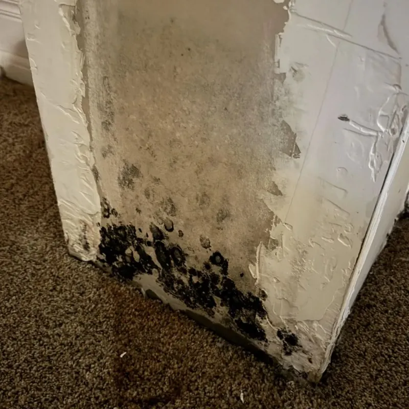 Professional Mold Removal in Mammoth, AZ